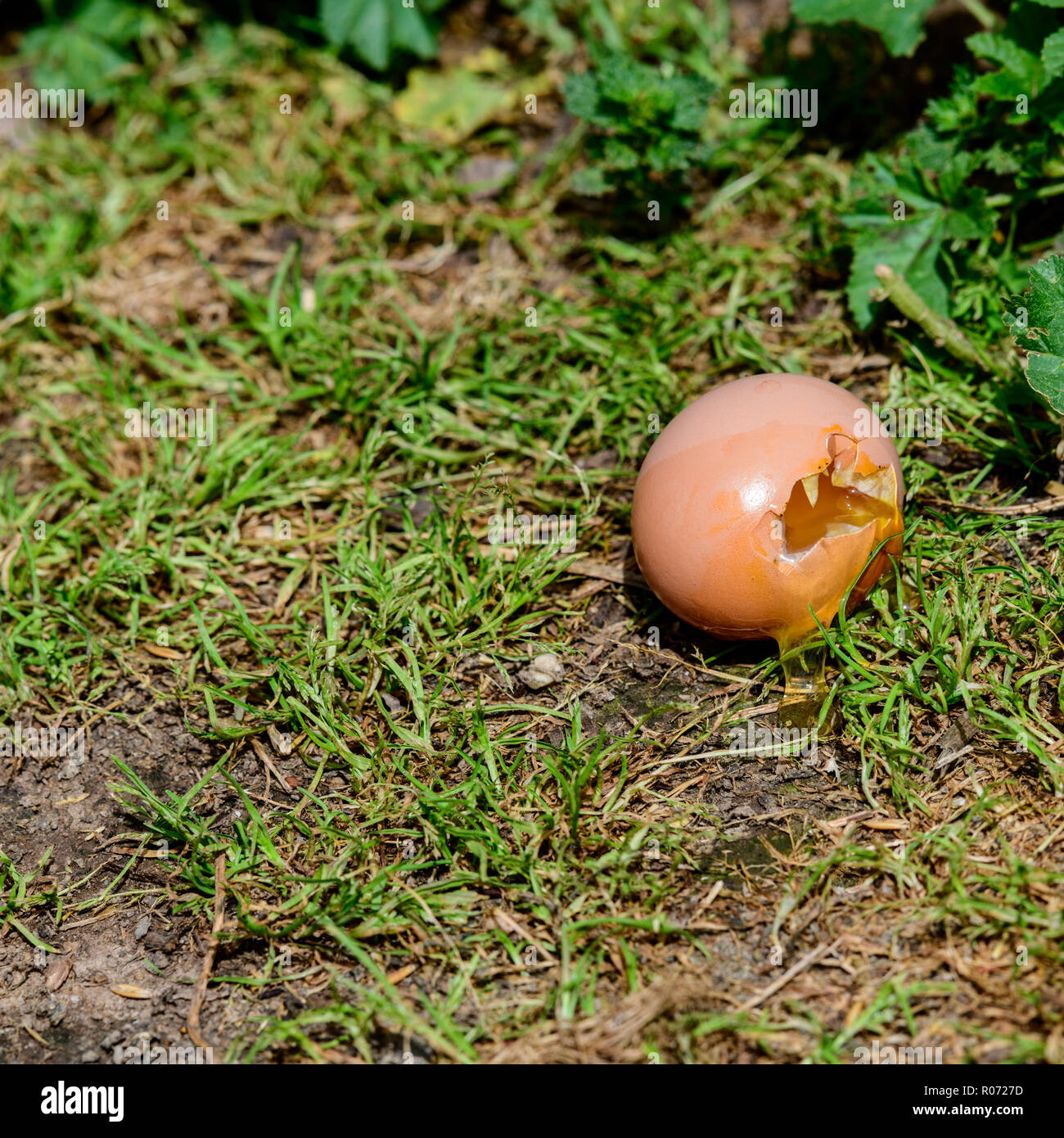 Crow razziato pollaio e ha rubato questo uovo Foto Stock