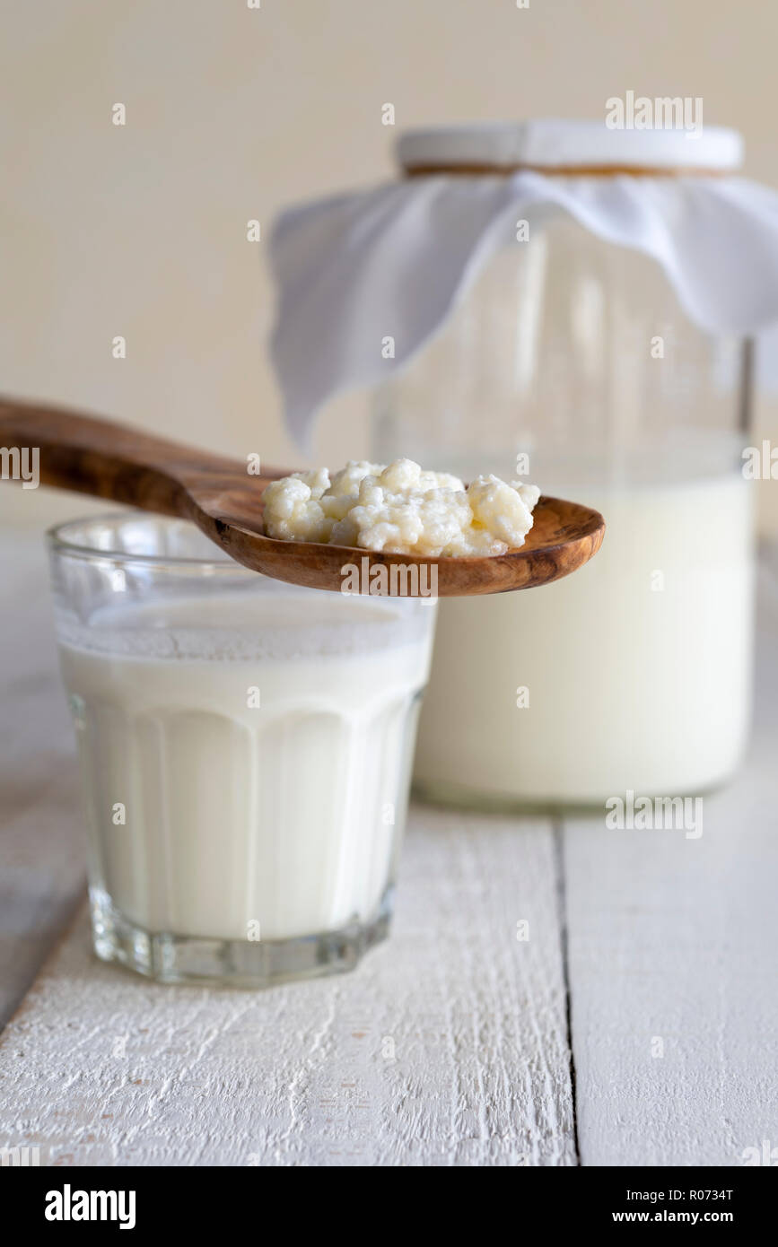 Fare in casa il latte kefir dalla fermentazione di latte con grani di kefir. Foto Stock