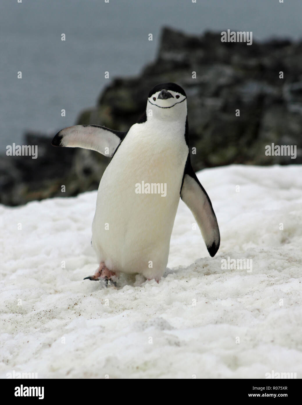 Ritratto di pinguini dal sottogola in equilibrio su una gamba, pinne proteso nella Penisola Antartica Foto Stock