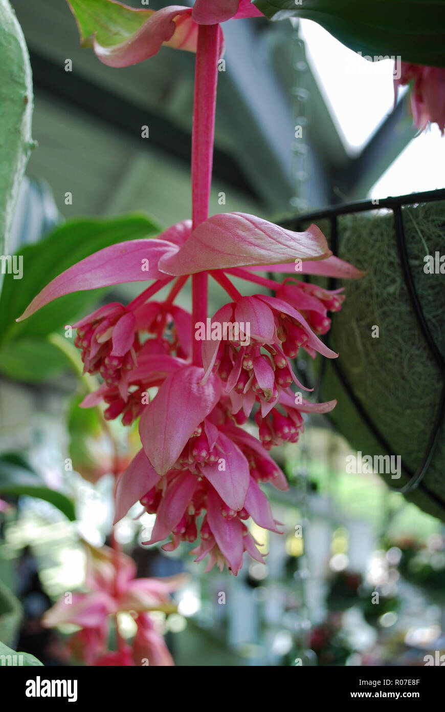 Medinilla magnifica, la vistosa medinilla o rosa uva è una specie di pianta flowering in famiglia Melastomataceae, nativo per le Filippine. Foto Stock