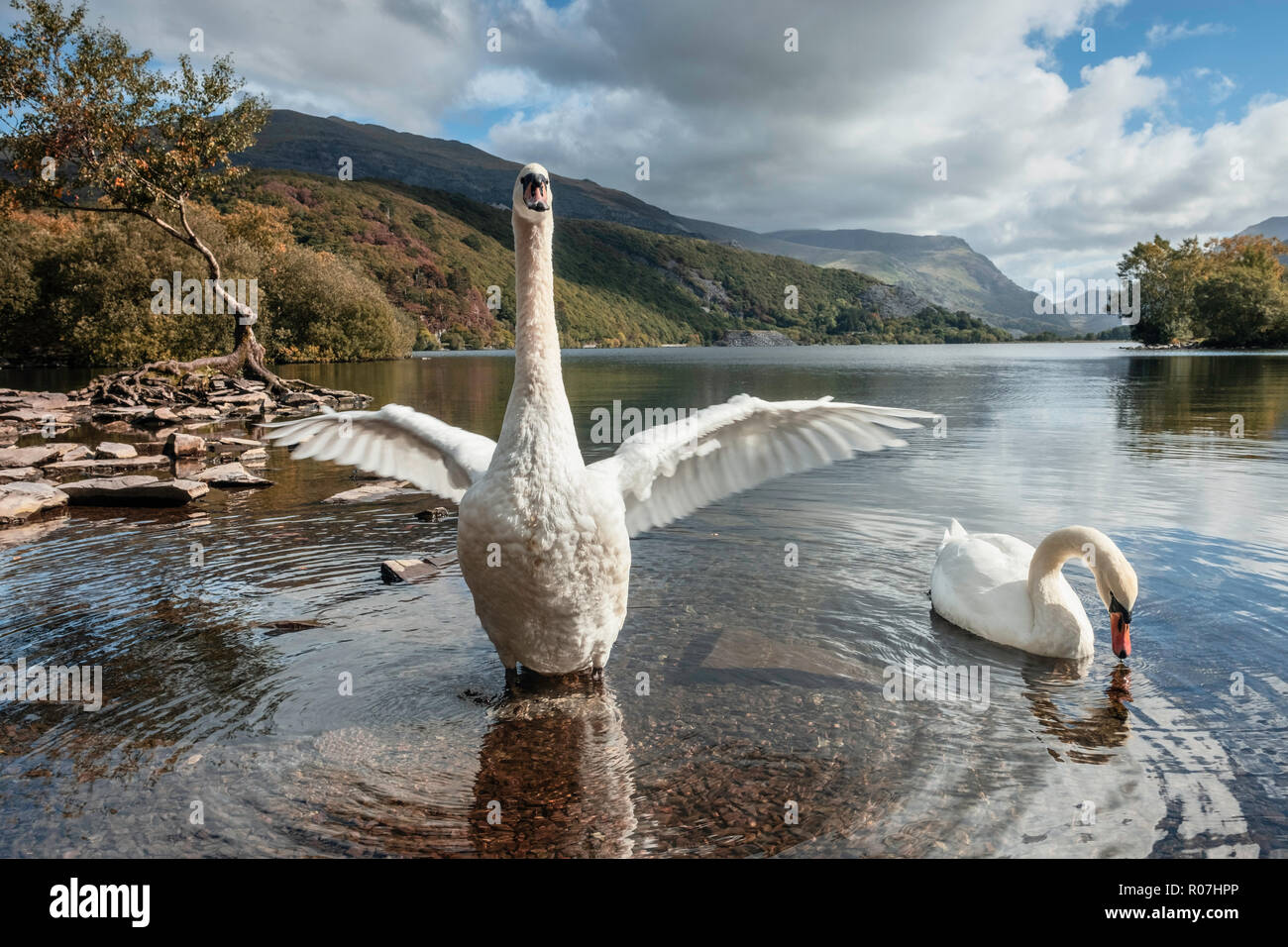 Llyn Padarn e Llanberis punto di vista con due cigni a Lone Tree sito Galles del Nord. Foto Stock