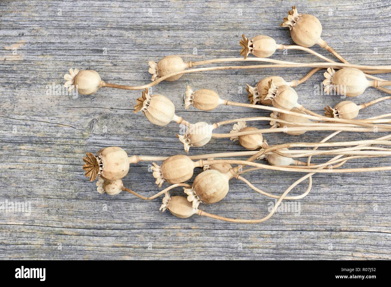 L'immagine orizzontale di secco di colore marrone chiaro con semi di papavero e cialde steli su weathered marrone grigio Sfondo di legno Foto Stock