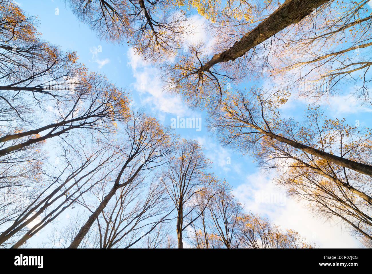 Alta Giallo autunno alberi su strada a basso angolo di vista contro il cielo luminoso Foto Stock