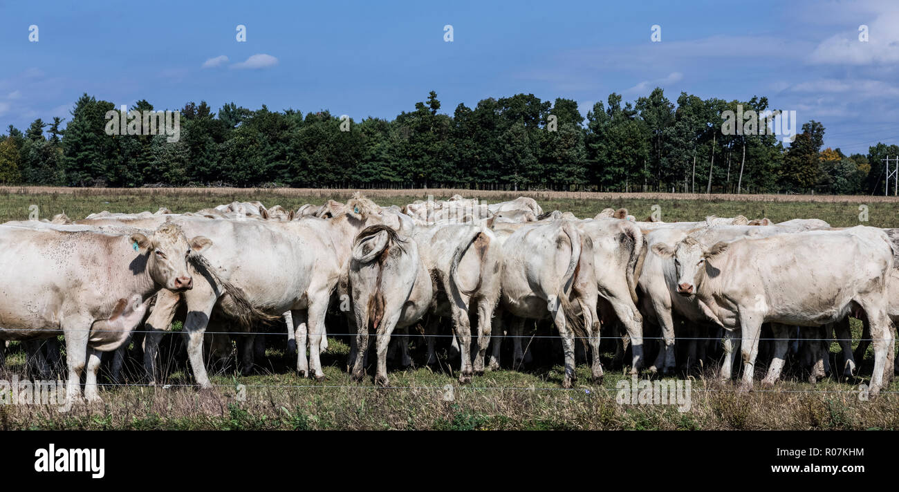 Mandria di mucche al pascolo in una fattoria campo, Schaghticoke, New York, Stati Uniti d'America. Foto Stock