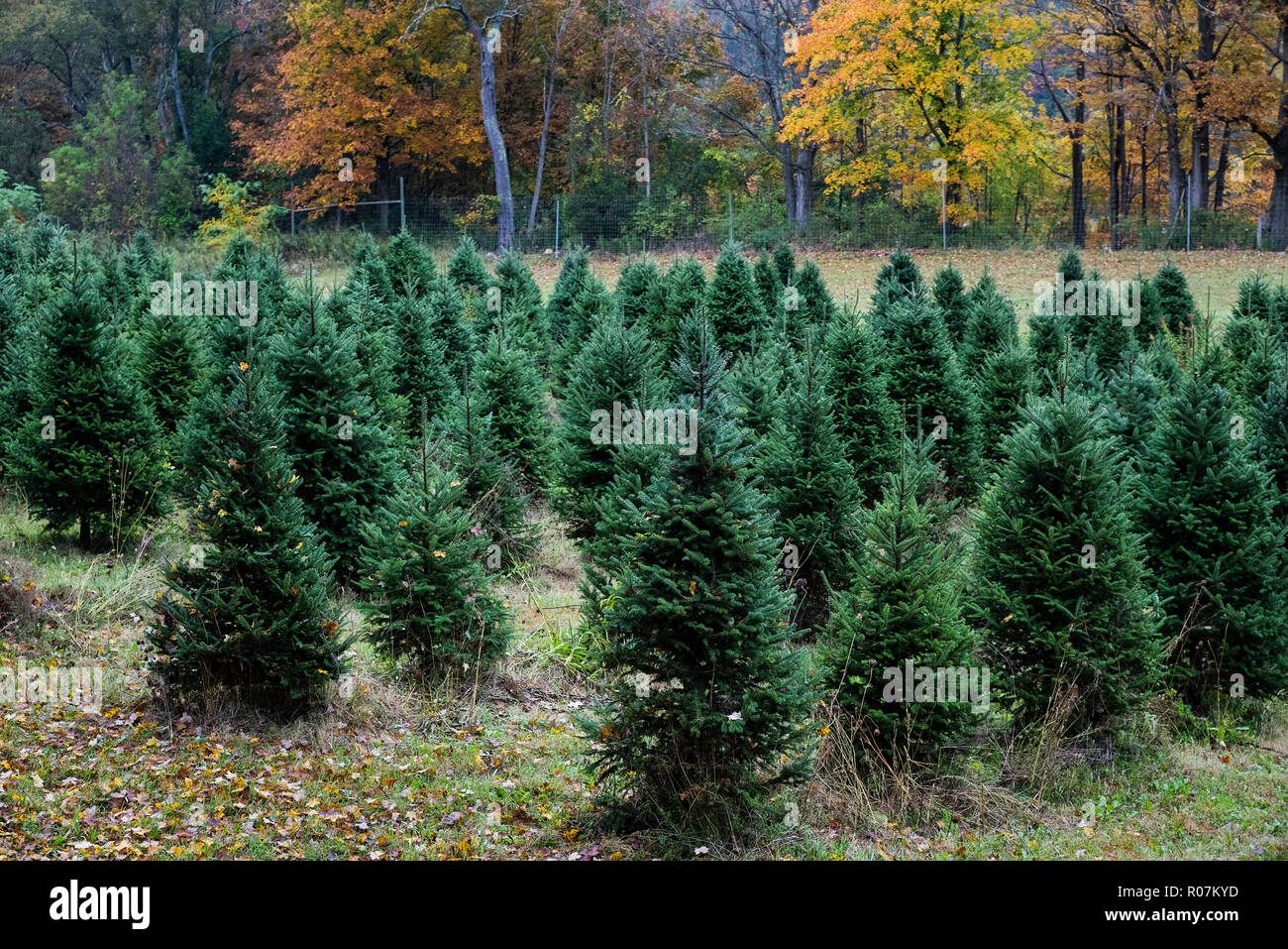 Christmas tree farm, Bennington, Vermont, USA. Foto Stock