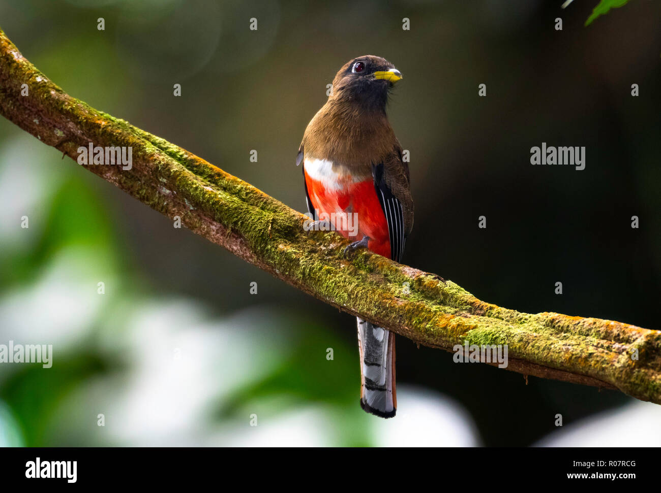 Un collare femmina Trogon posatoi solo su di un ramo di muschio nella foresta pluviale. Foto Stock