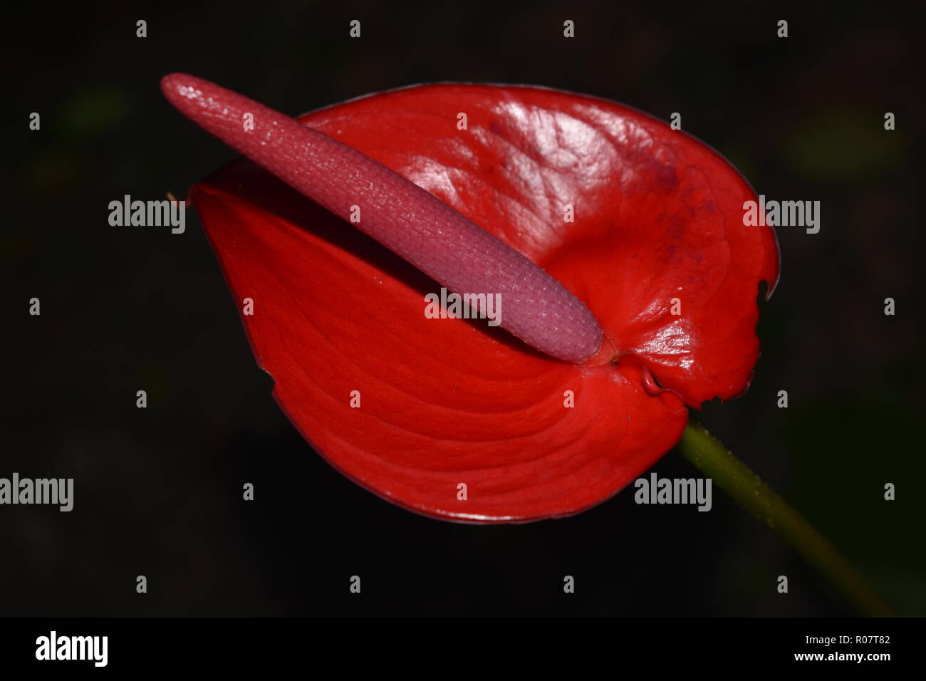 Rosso singolo fiore Anthurium close up Foto Stock