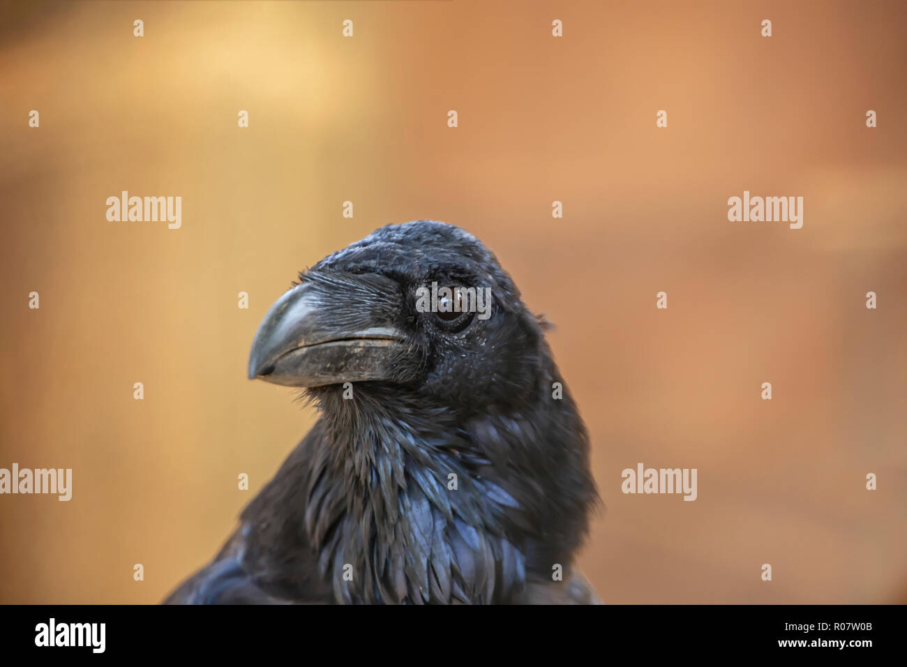 Vista dettagliata di un comune raven, Corvus corax, in Portogallo Foto Stock