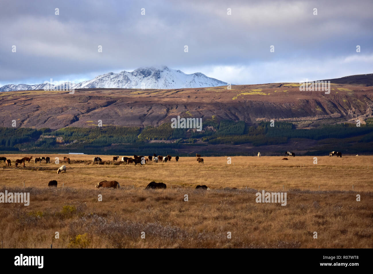 Islandese di cavalli al pascolo in autunno i campi in Islanda Foto Stock