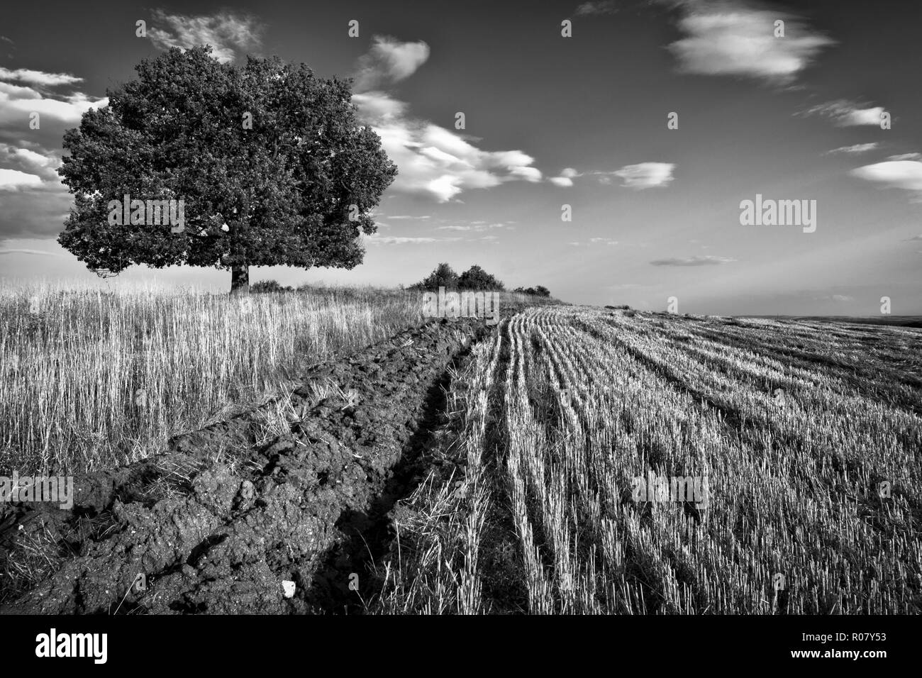 Albero solitario al di fuori del campo di fattoria in B&W. Foto Stock