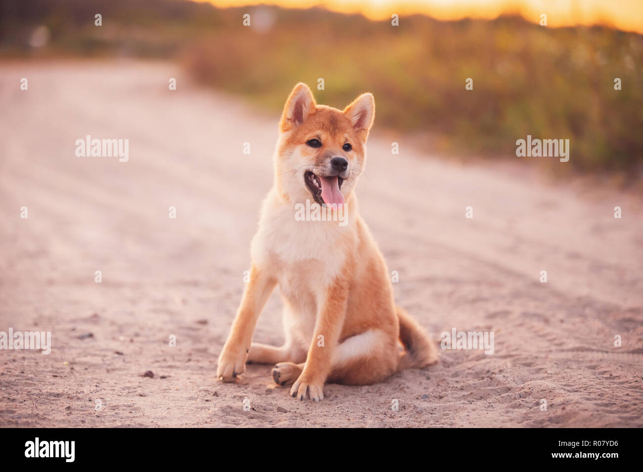 Giovane e bella Red Shiba Inu Puppy Dog sitter Outdoor in sabbia strada di campagna. Foto Stock