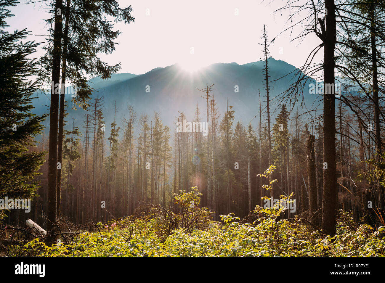 Parco nazionale dei Alti Tatra, Polonia. Sunrise sopra autunno Montagne e paesaggio forestale. Sun al sole con la luce del sole attraverso boschi di alberi in mattina. Bella Foto Stock