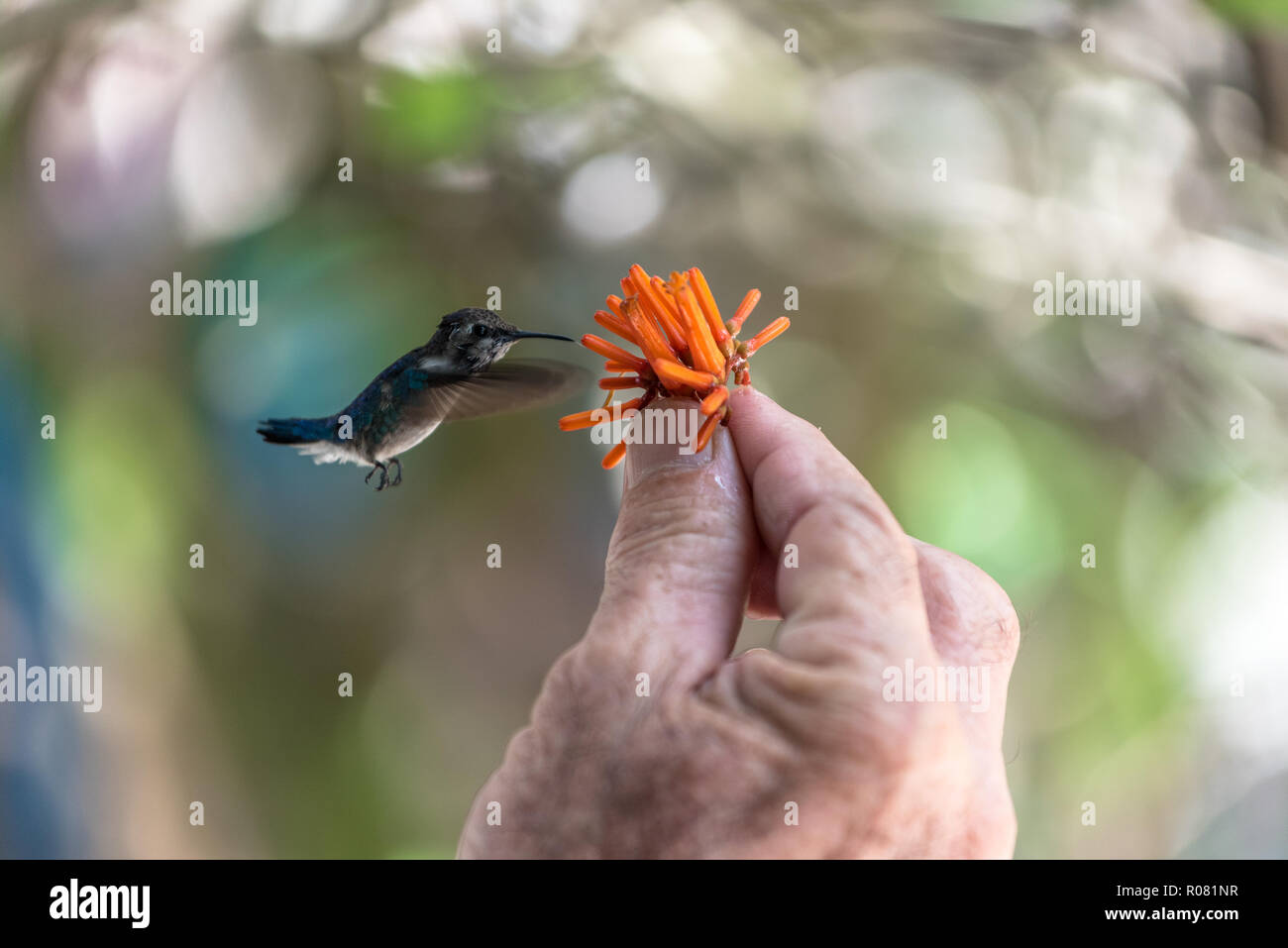 Flying hummingbird mangiando il nettare da un fiore in Cuba Foto Stock