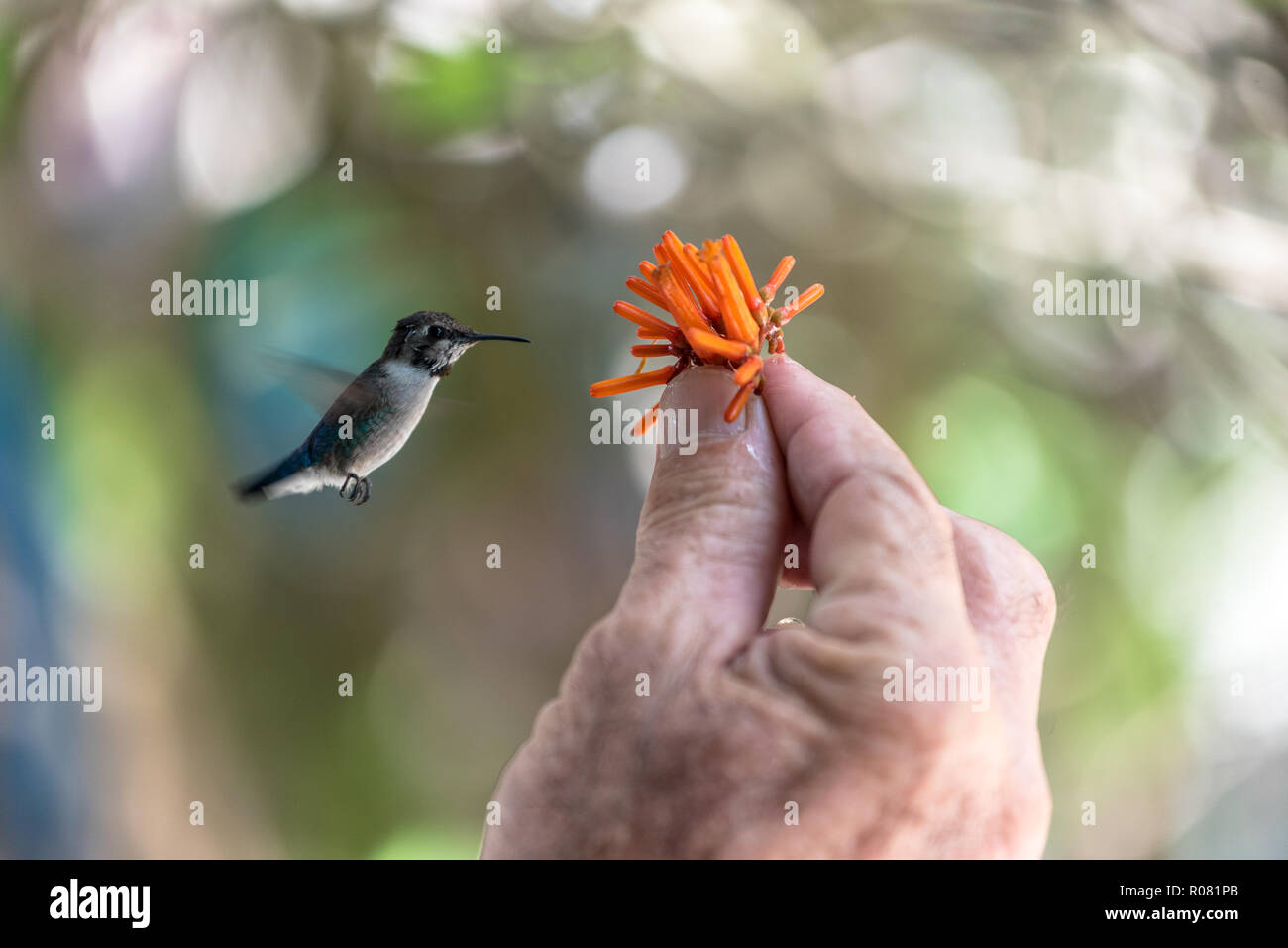 Flying hummingbird mangiando il nettare da un fiore in Cuba Foto Stock