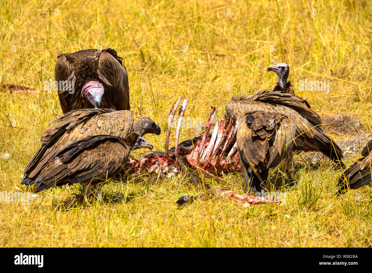 Colture a carcassa in masai Mara wildpark in Kenya Foto Stock