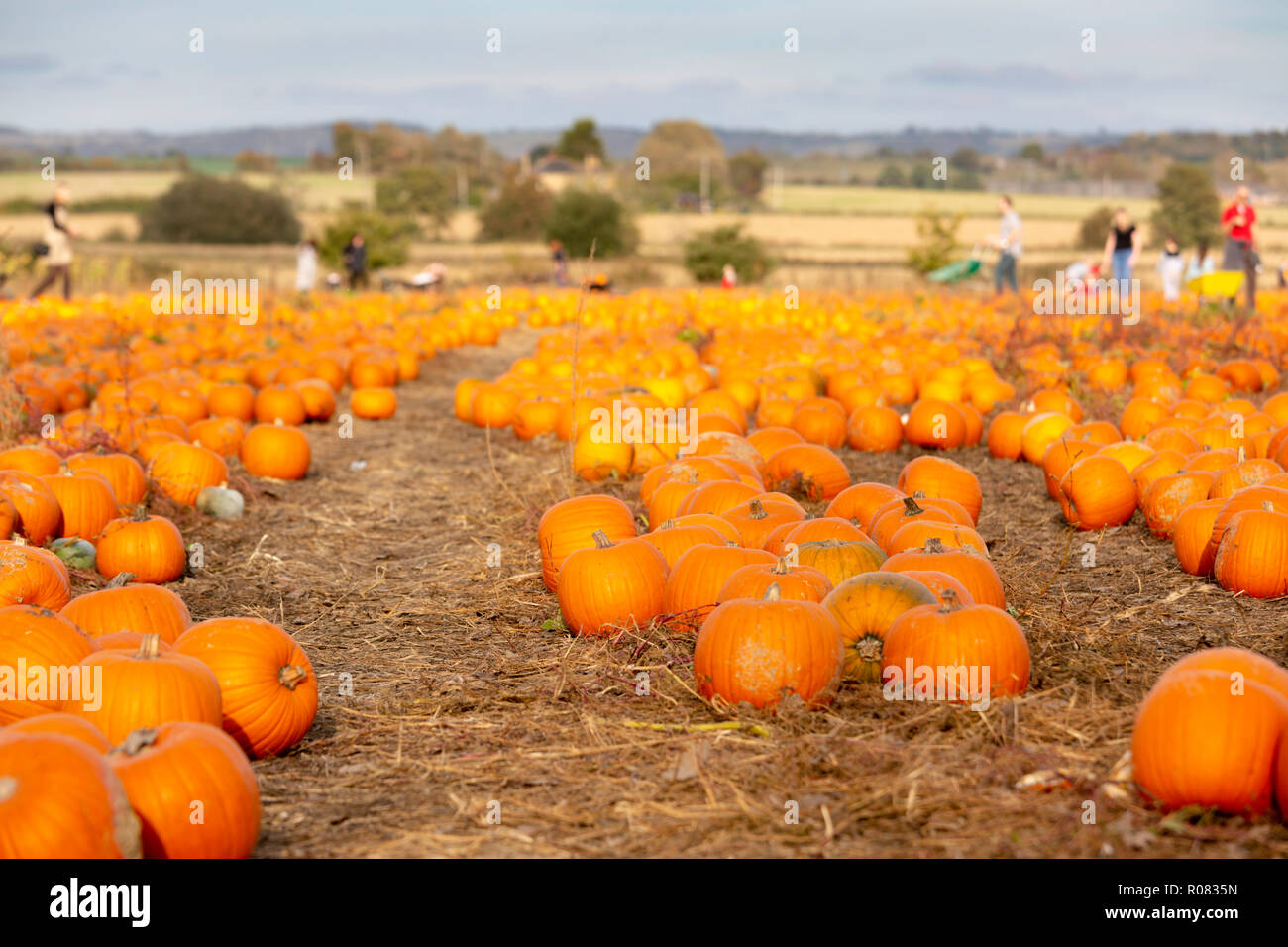 A scegliere il proprio campo di zucca al Sevington, Ashford, Kent, Regno Unito. Foto Stock