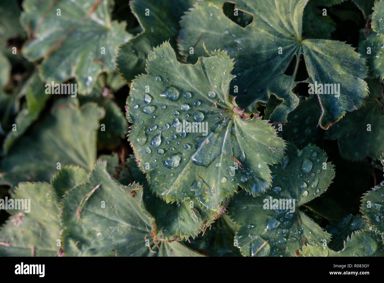 Gocce di acqua sulle foglie di una lady's-mantello (Alchemilla mollis) Foto Stock