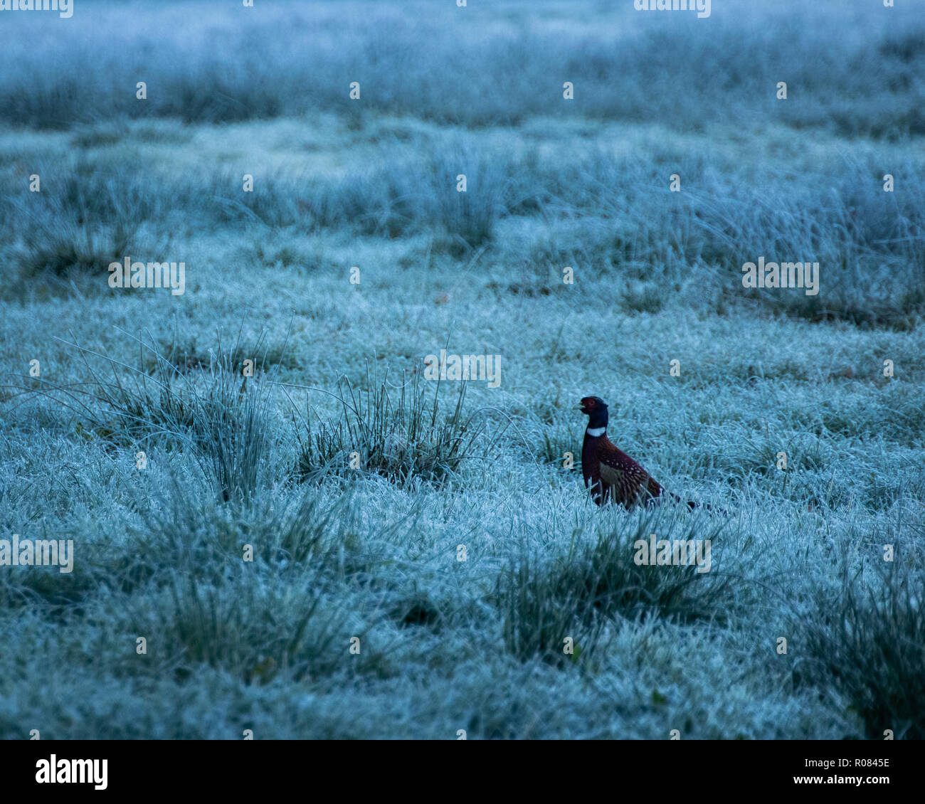 Un unico fagiano in campo il pupazzo di neve Foto Stock