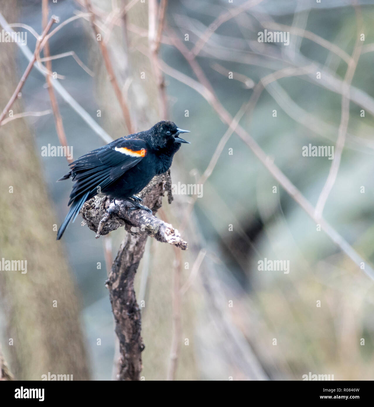 Rosso-winged blackbird ,Agelaius phoeniceus è un uccello passerine della famiglia Icteridae Foto Stock