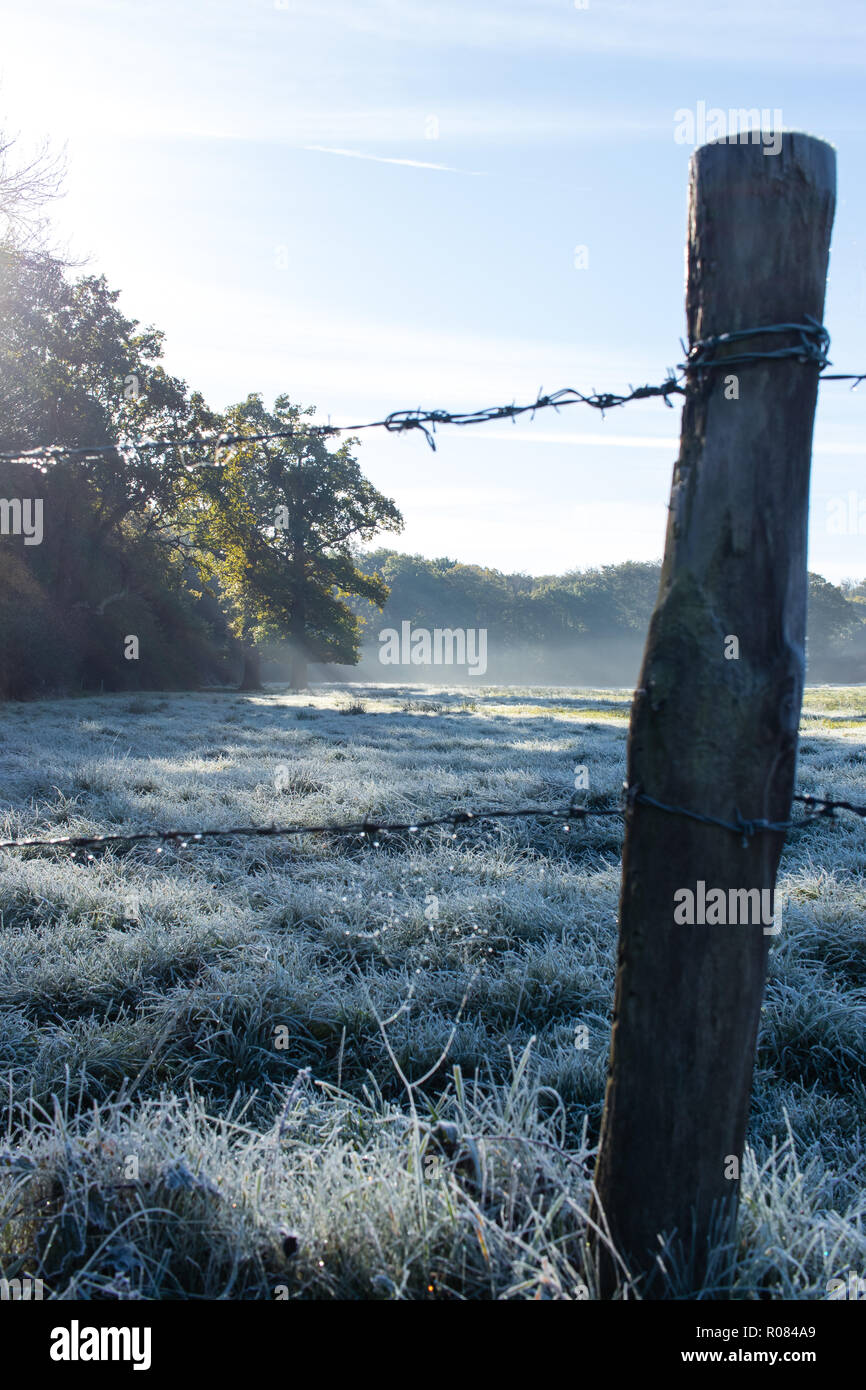 Cob web nel gelo su palo da recinzione, Southwick, Hampshire, Regno Unito Foto Stock