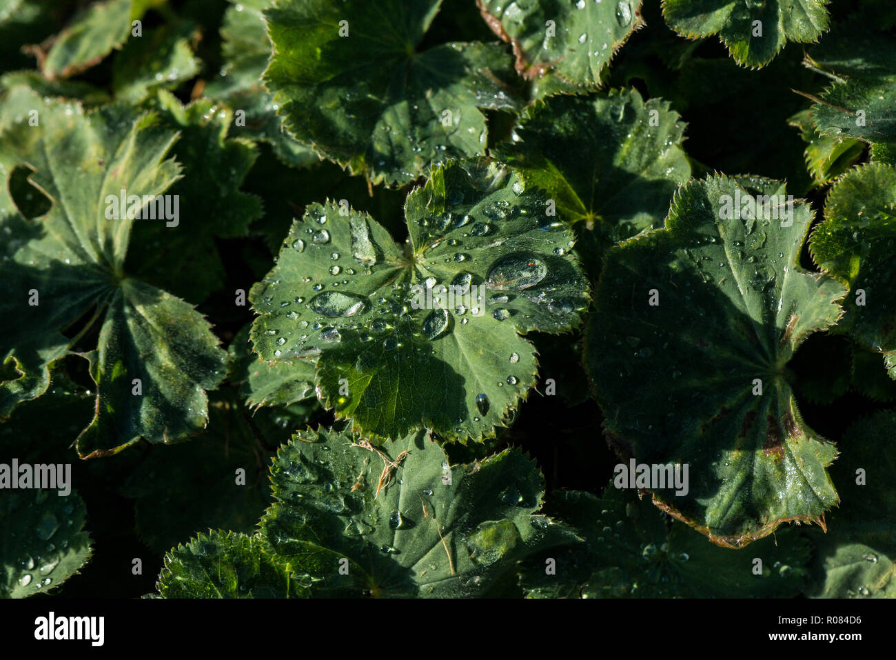 Gocce di acqua sulle foglie di una lady's-mantello (Alchemilla mollis) Foto Stock