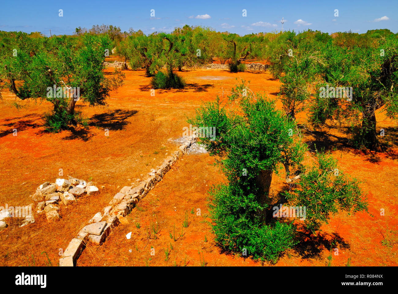 Ulivi secolari del Salento e Puglia, Italia meridionale Foto Stock