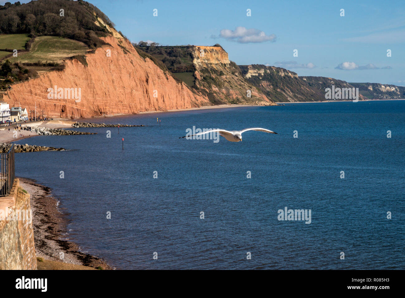 Un gabbiano vola sopra il mare rosso e scogliere di arenaria a Sidmouth, nel Devon, Regno Unito Foto Stock