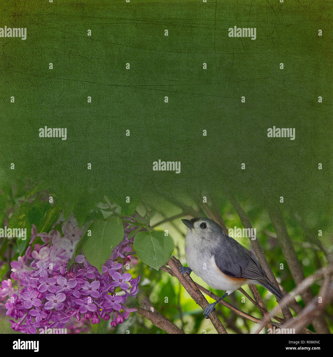 Grigio junco bird arroccato sui rami in giardino. Lo sfondo dell'illustrazione con area di testo. Foto Stock
