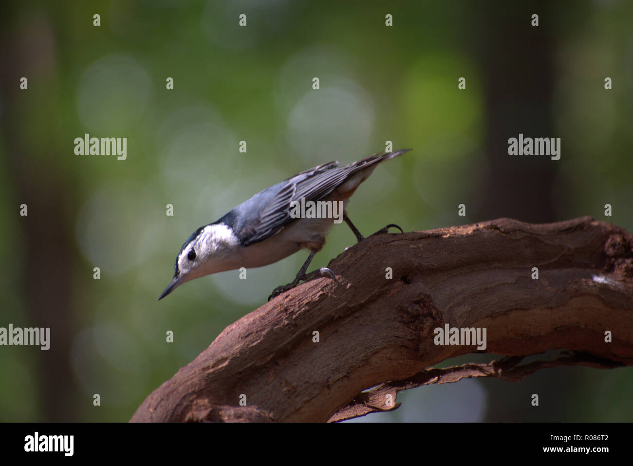 Bianco-breasted picchio muratore (Sitta carolinensis) Camminare intenzionalmente giù un vitigno moscato nella foresta Foto Stock