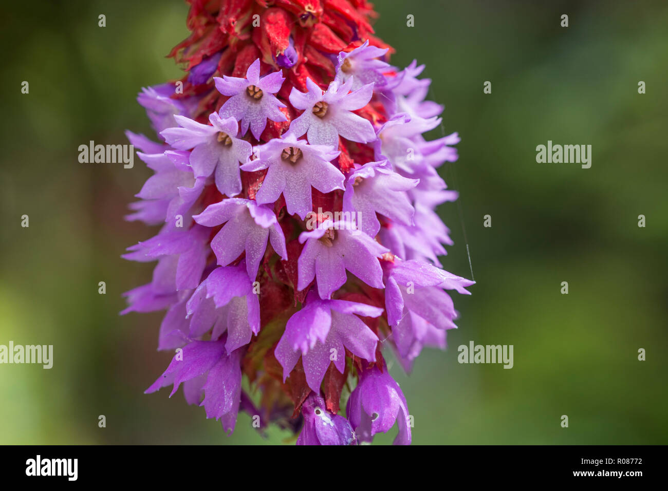 PRIMULA Vialii orchidea Primrose 50 semi-centinaia di fiori