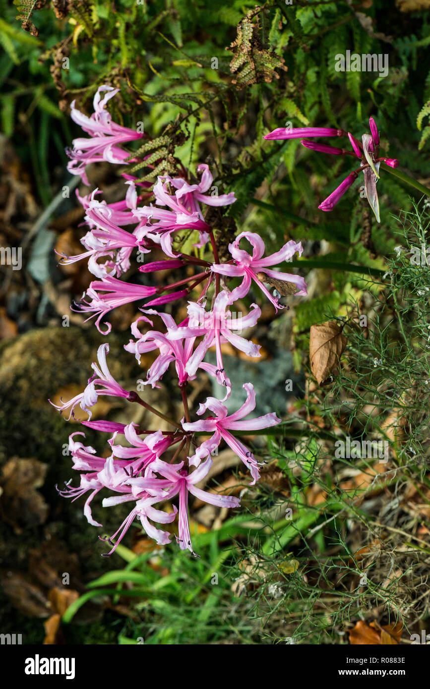 I fiori di colore rosa di un ragno lily Nerine) Foto Stock