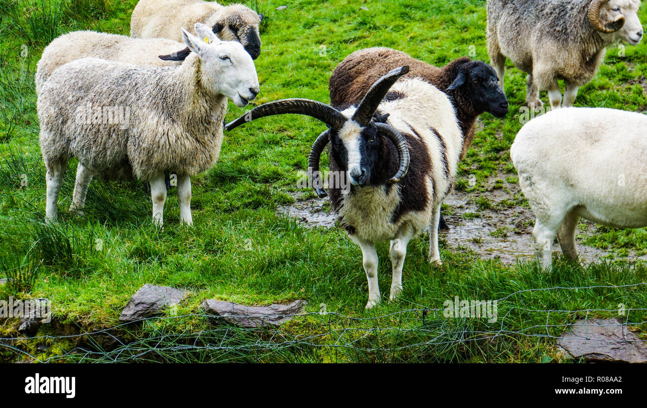 Tra le diverse razze di pecora su una collina irlandese stand l'insolita razza di pecore di Giacobbe con quattro corna Foto Stock