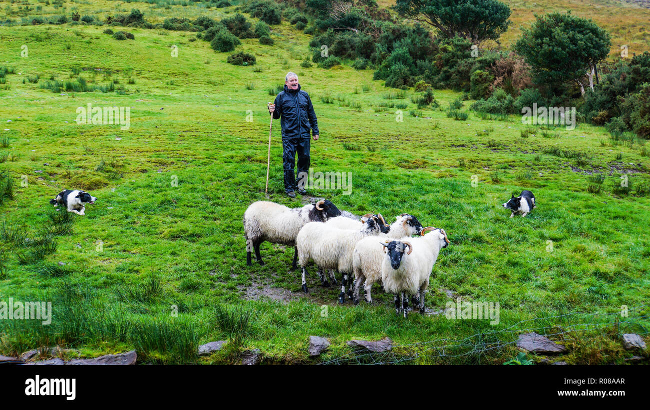 Anello di Kerry County Kerry/Irlanda - settembre 20,2018: pastore con la canna da zucchero usando il suo Irish i cani di pecore per separare le sue pecore in gruppi Foto Stock