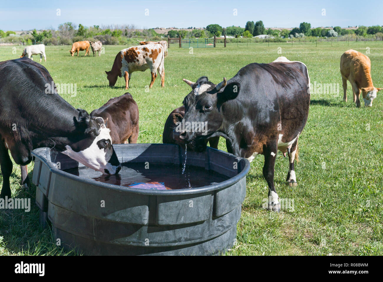 Close up di vacche di bere a trogolo in pascolo su una luminosa giornata di sole. Foto Stock