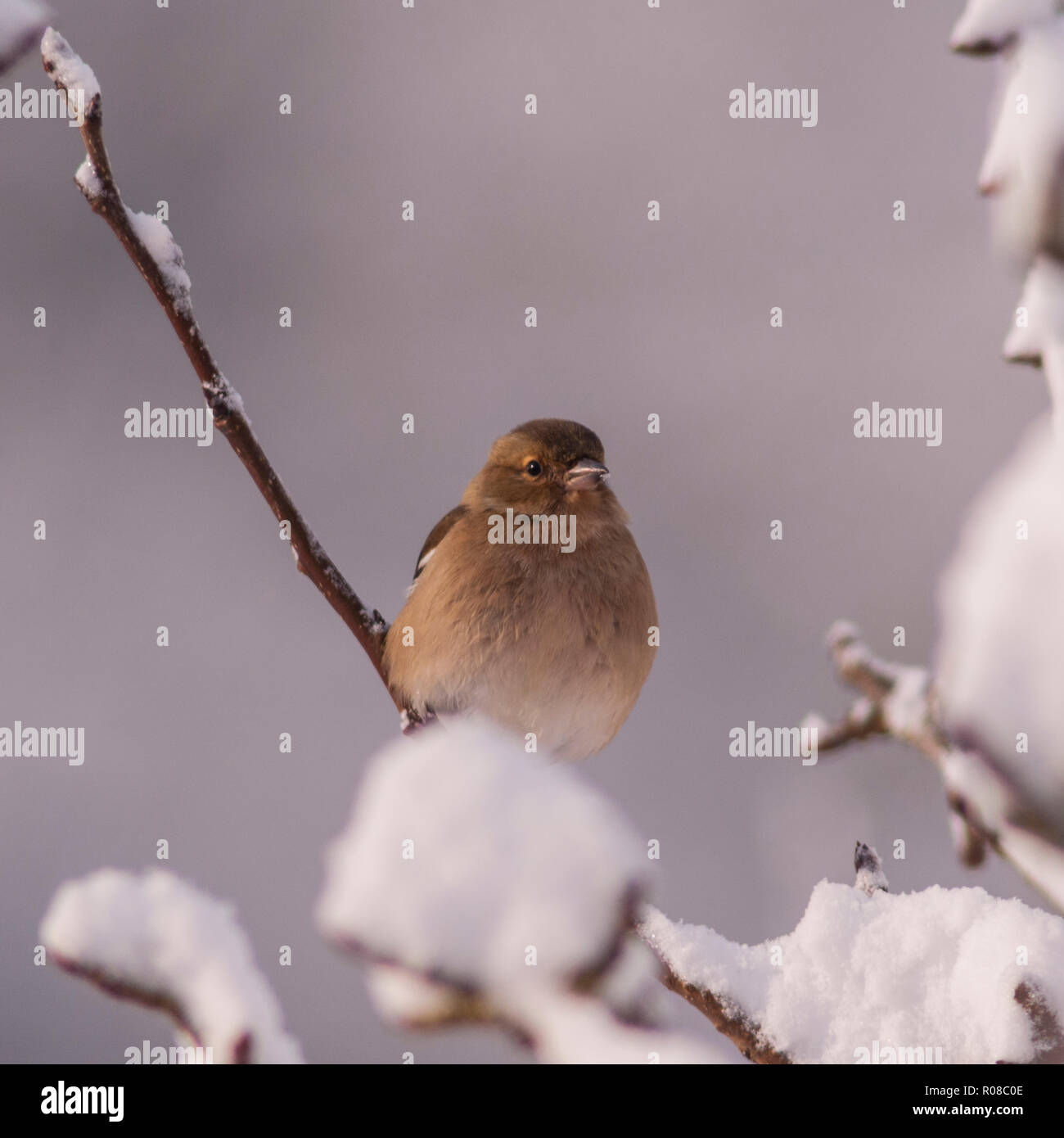Una femmina (fringuello Fringilla coelebs) in un giardino di Norfolk Foto Stock