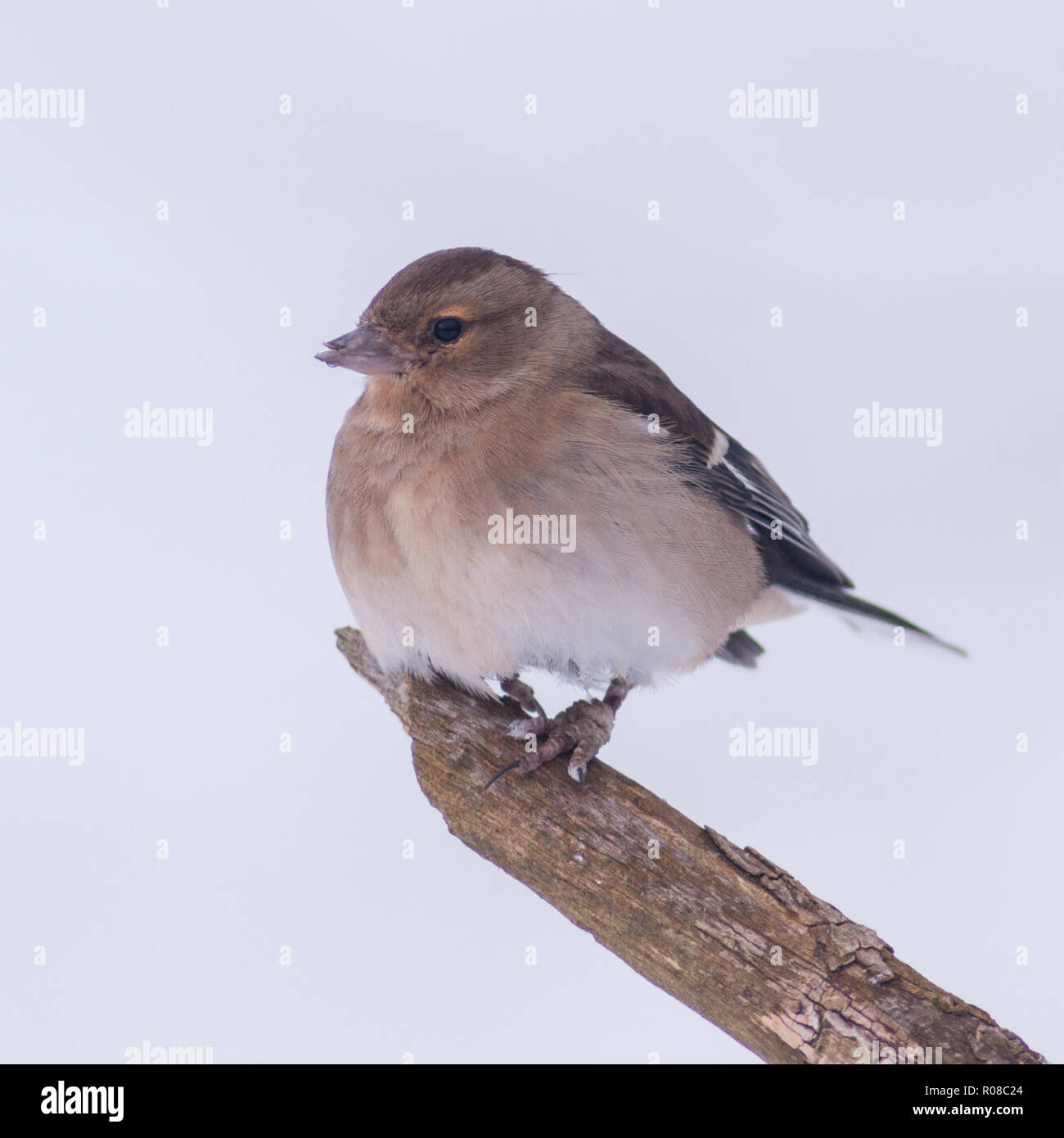 Una femmina (fringuello Fringilla coelebs) in un giardino di Norfolk Foto Stock