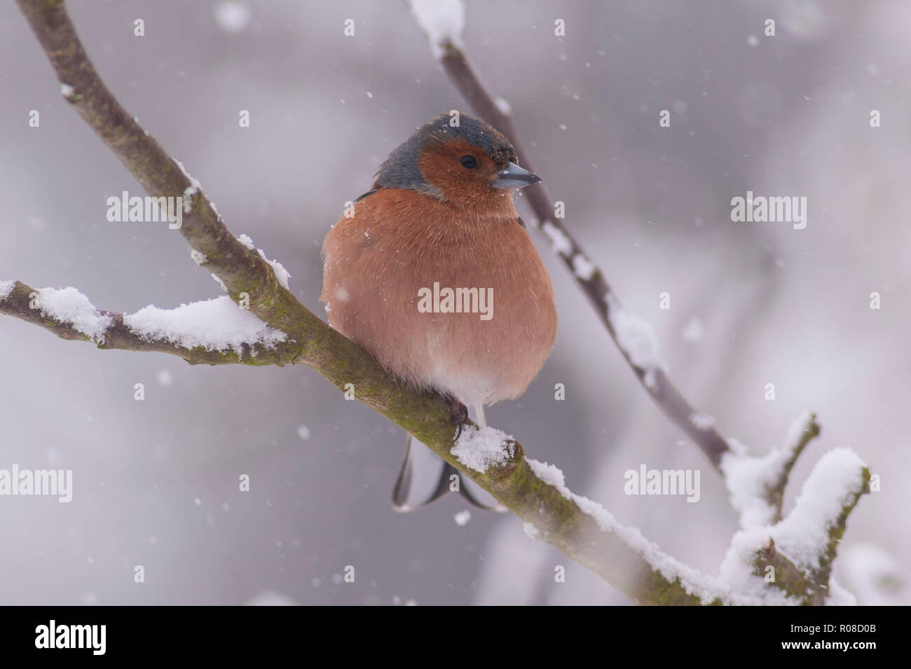 Un maschio (fringuello Fringilla coelebs) in condizioni di congelamento in un giardino di Norfolk Foto Stock
