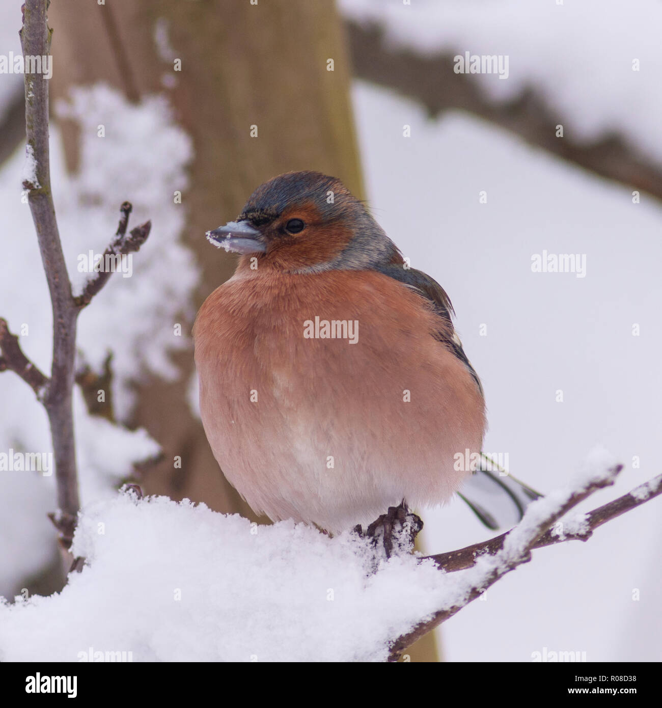 Un maschio (fringuello Fringilla coelebs) in condizioni di congelamento in un giardino di Norfolk Foto Stock