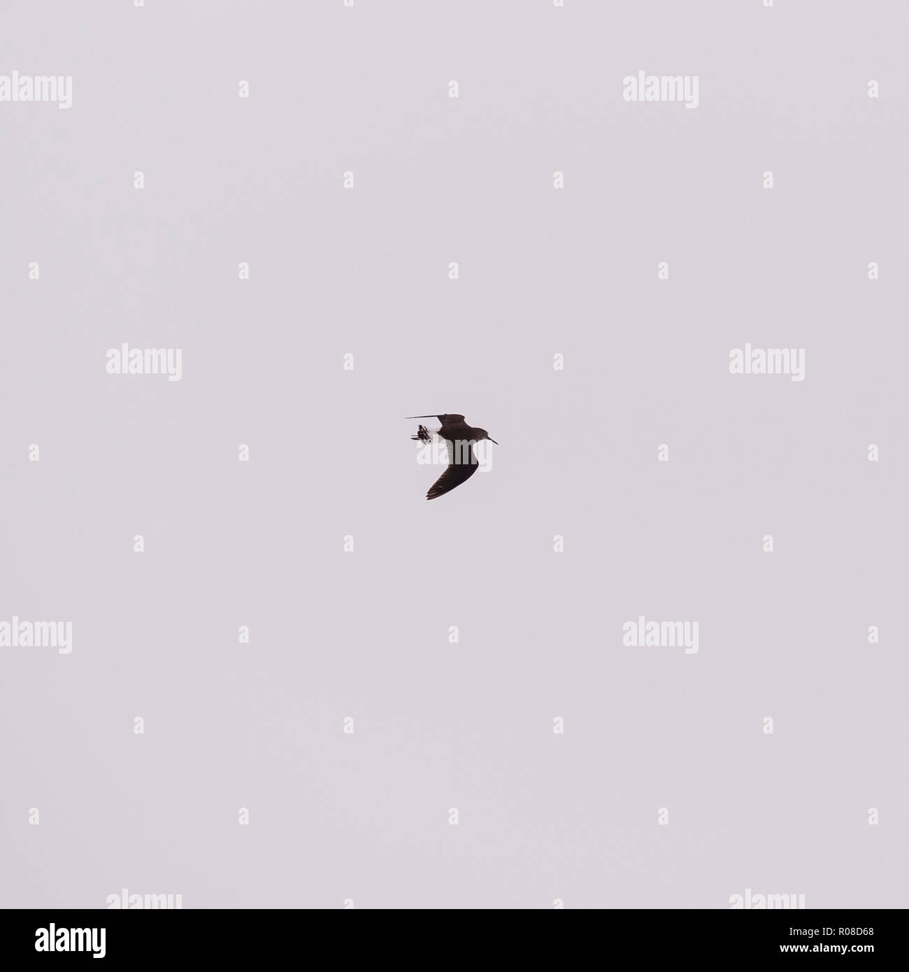 Un verde Sandpiper ( Tringa ochropus ) in volo in inverno in Norfolk, Regno Unito Foto Stock