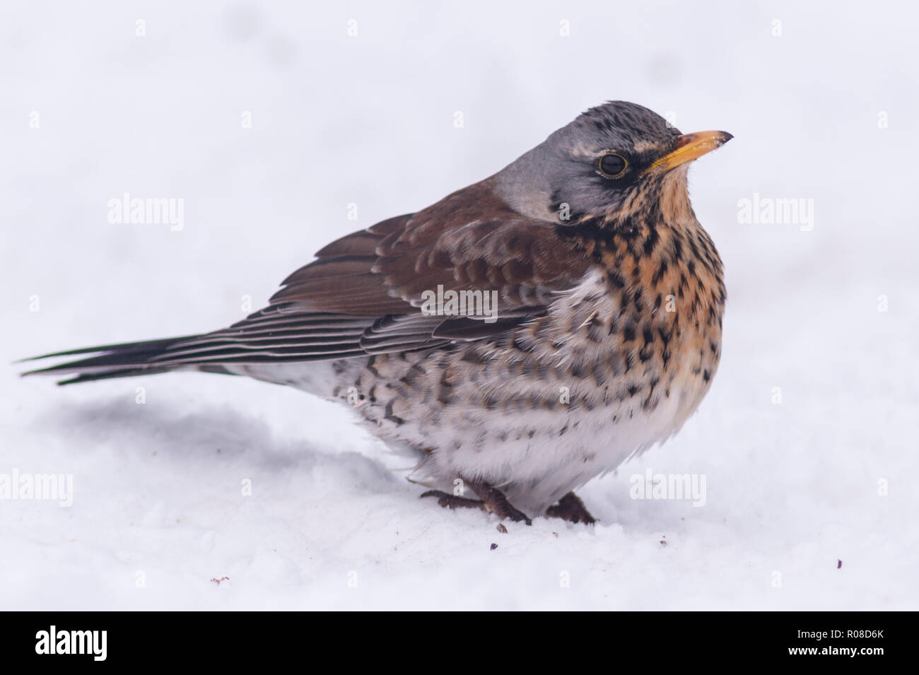 Un Allodole Cesene Beccacce (Turdus pilaris) alimentazione in condizioni di congelamento in un giardino di Norfolk Foto Stock