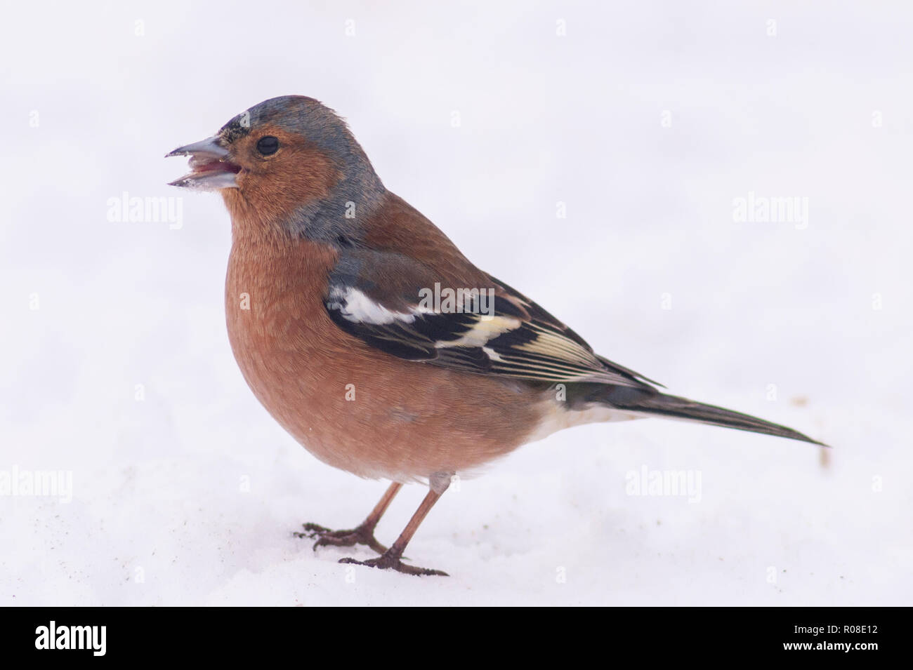 Un maschio (fringuello Fringilla coelebs) in condizioni di congelamento in un giardino di Norfolk Foto Stock