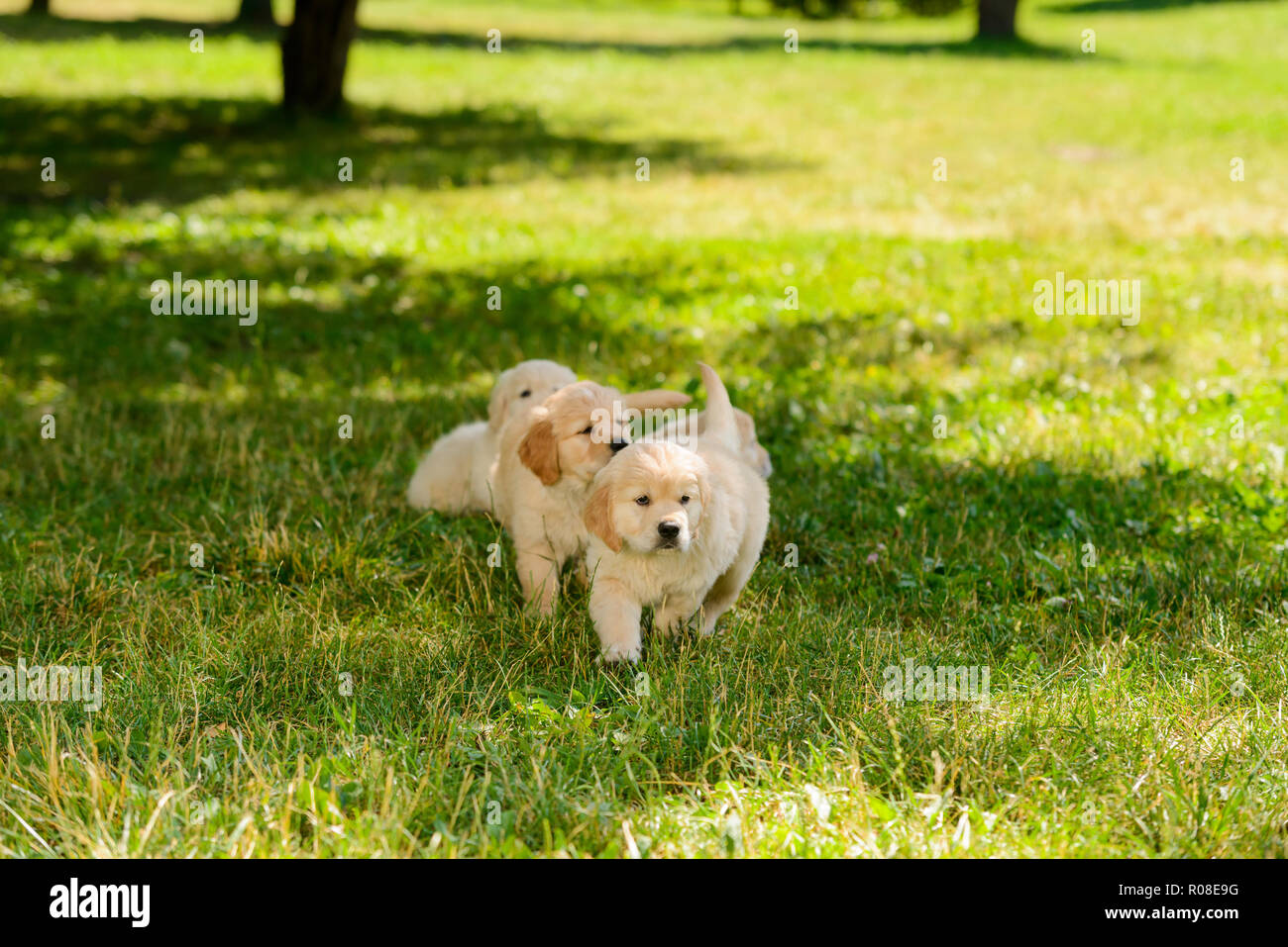 Tre golden retriever cuccioli Foto Stock