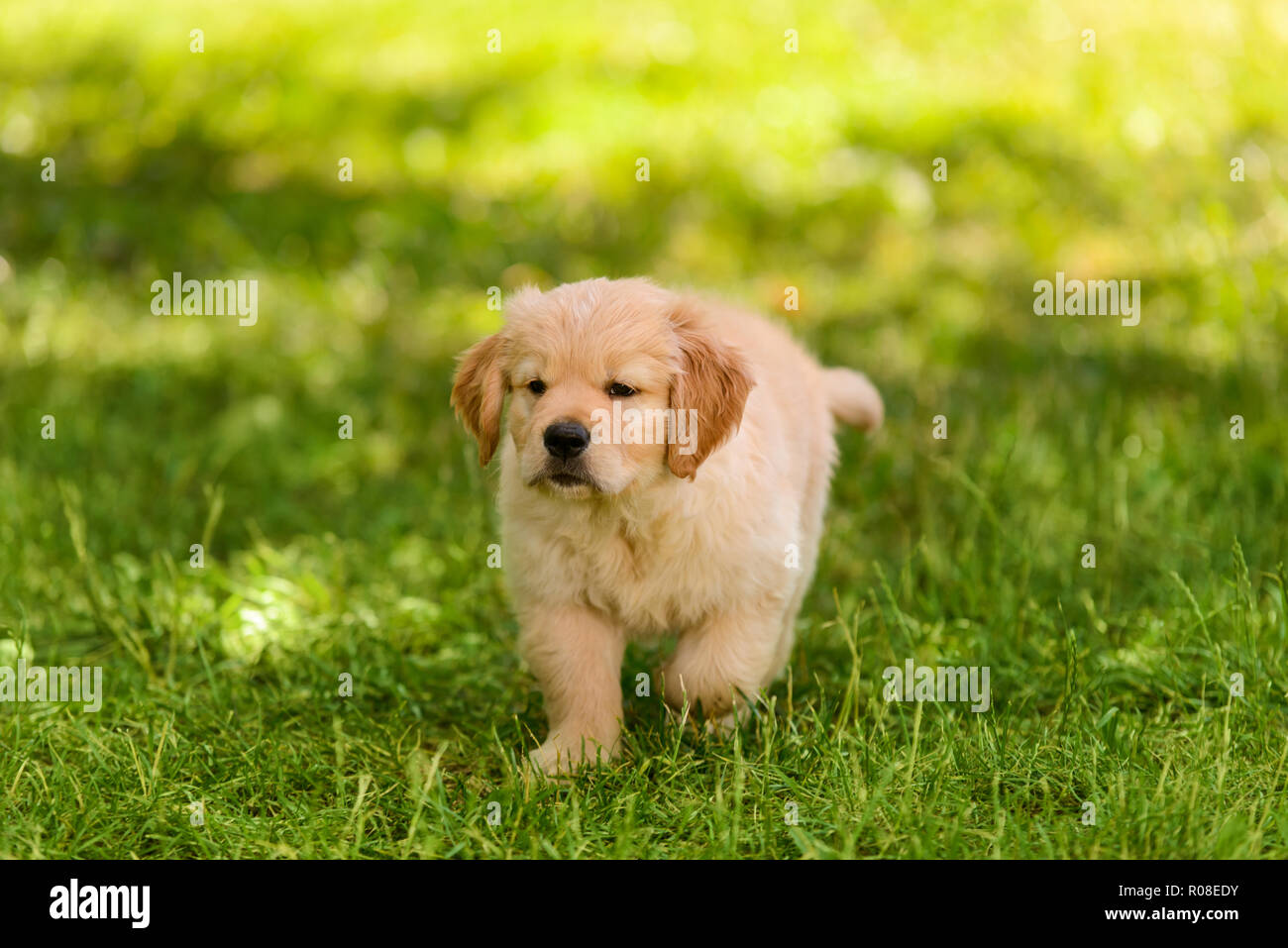 Divertente golden retriever cucciolo Foto Stock