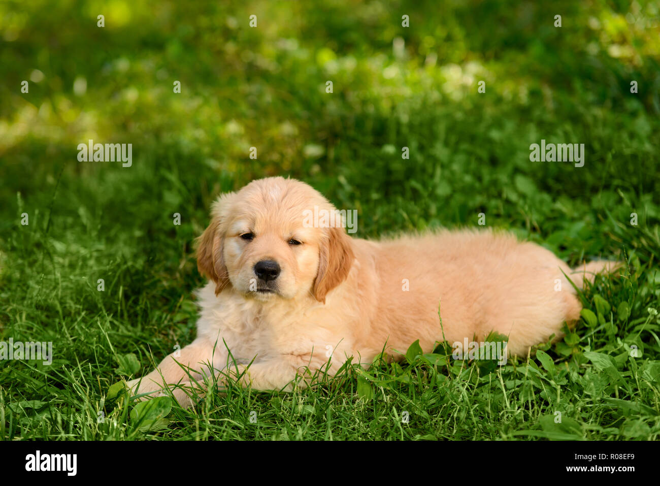 Adorabili golden retriever cucciolo Foto Stock