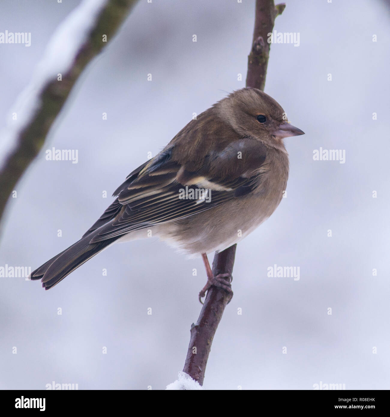 Una femmina (fringuello Fringilla coelebs) in un giardino di Norfolk Foto Stock