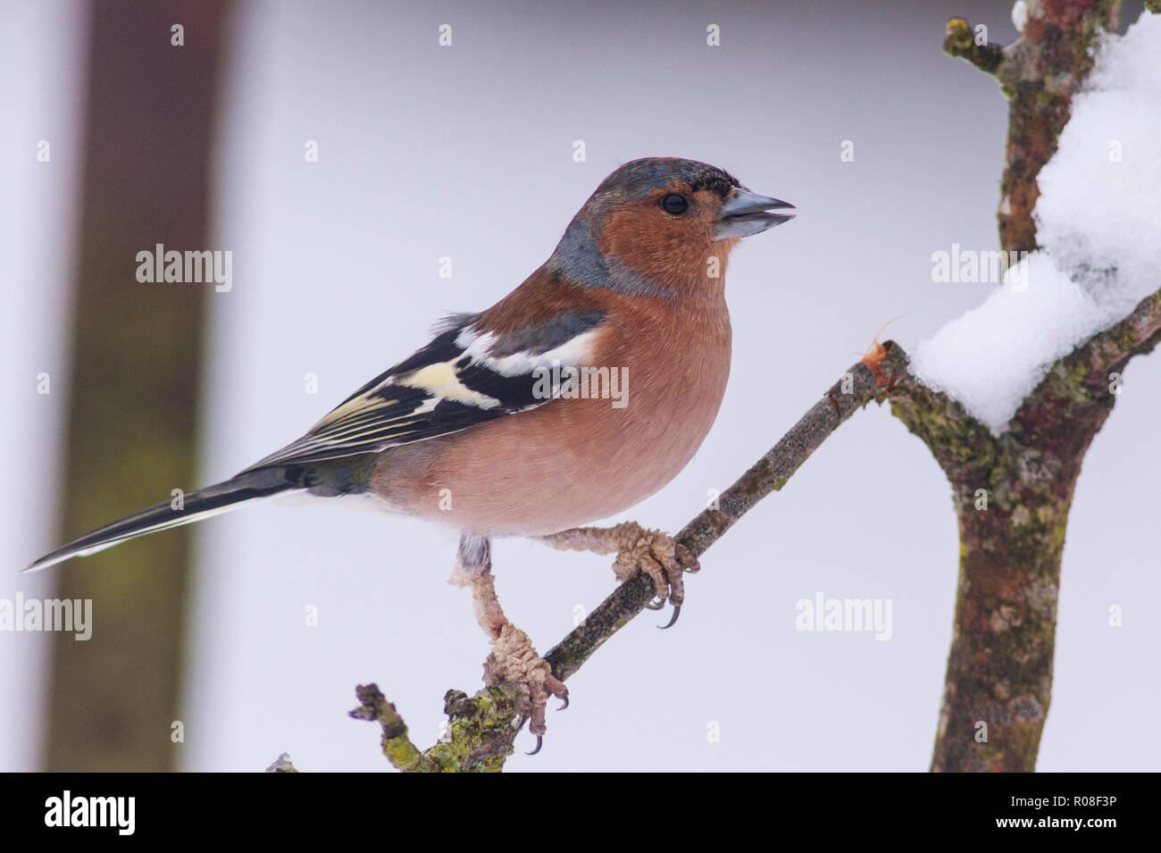 Un maschio (fringuello Fringilla coelebs) in condizioni di congelamento in un giardino di Norfolk Foto Stock