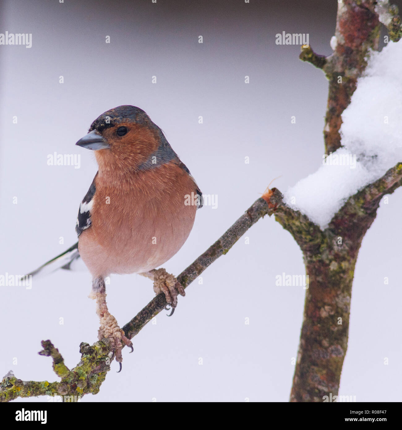 Un maschio (fringuello Fringilla coelebs) in condizioni di congelamento in un giardino di Norfolk Foto Stock