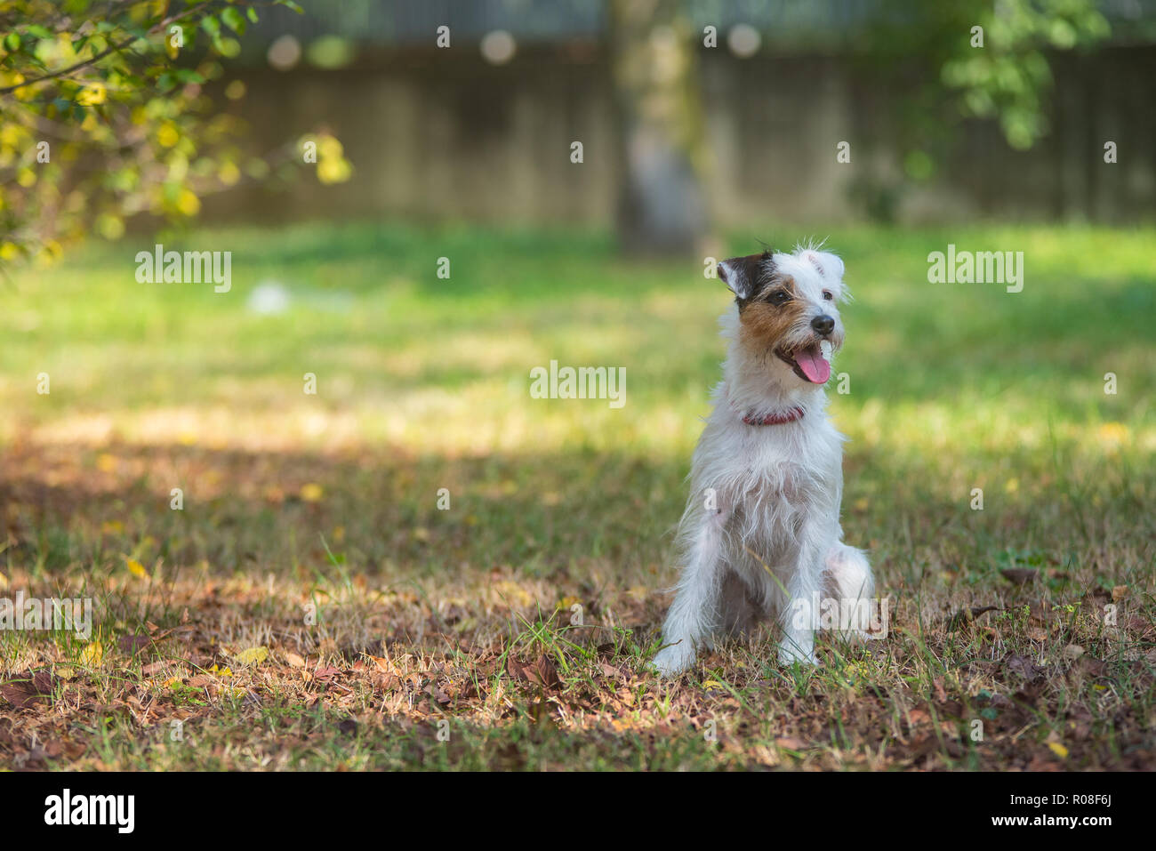 Bella Parson Russell Terrier seduto in un parco della città Foto Stock