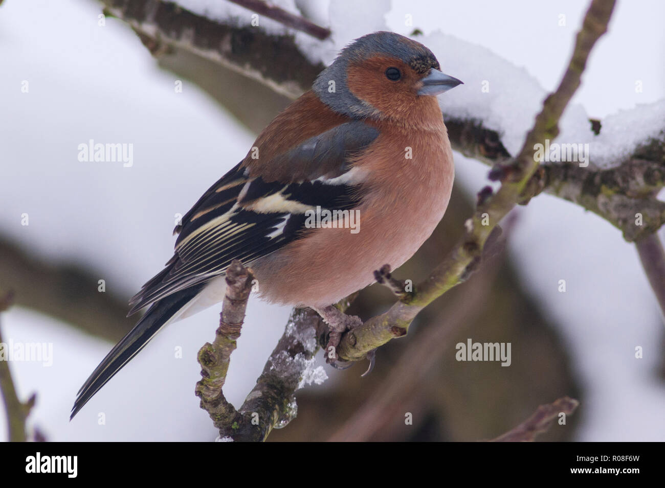 Un maschio (fringuello Fringilla coelebs) in condizioni di congelamento in un giardino di Norfolk Foto Stock