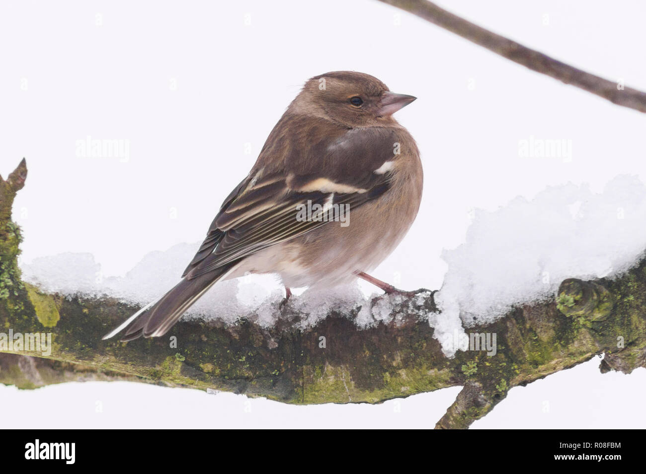 Una femmina (fringuello Fringilla coelebs) in un giardino di Norfolk Foto Stock